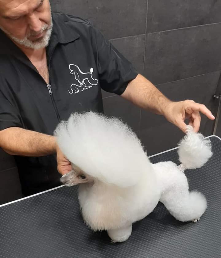 Centro de formacion y peluqueria canina Don Gaucho Grooming & School — Del propietario