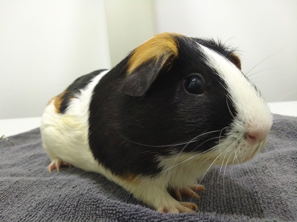 Clinica Veterinaria Exoticos Pluto — Del propietario