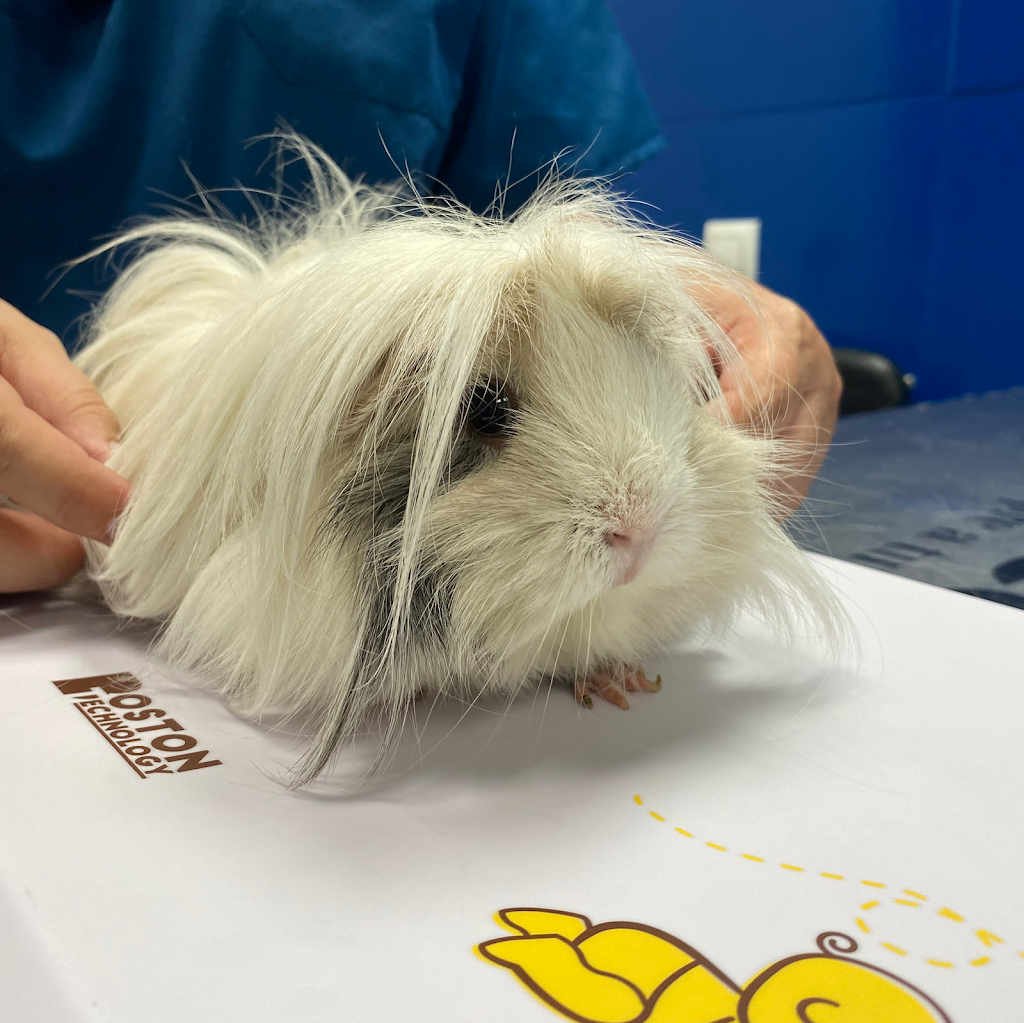 Clinica Veterinaria Sevilla la Nueva — Del propietario