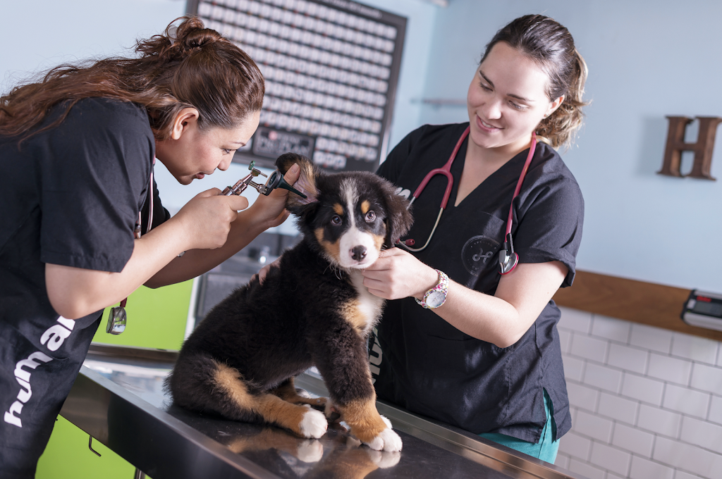 Veterinaria Humanimals Canek — Del propietario