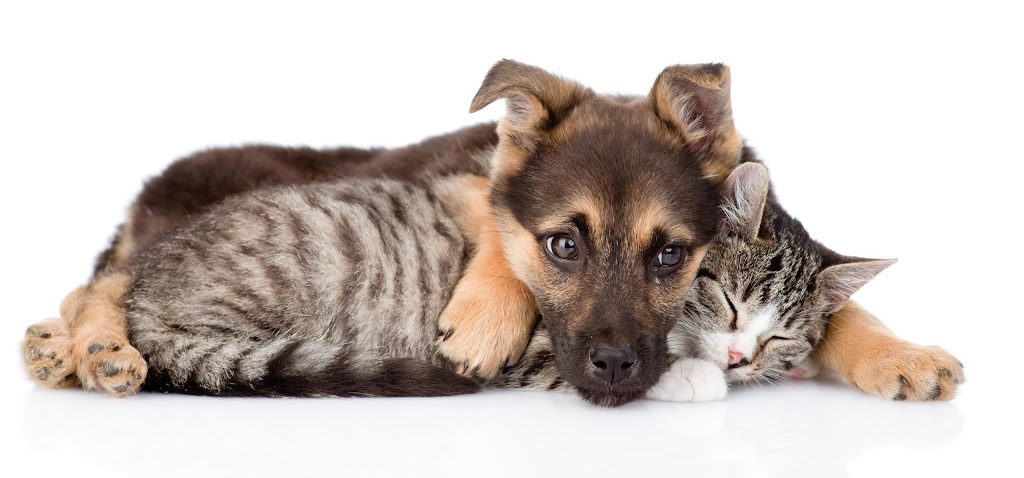 Medivet 24 Horas Benartemi