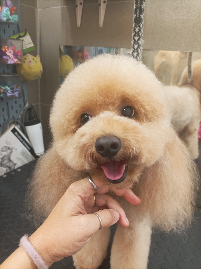 Perro