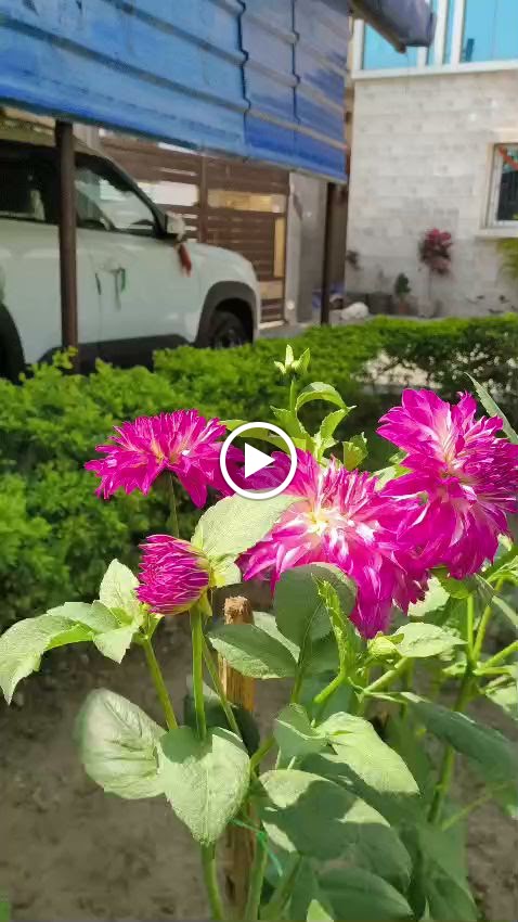 Videos