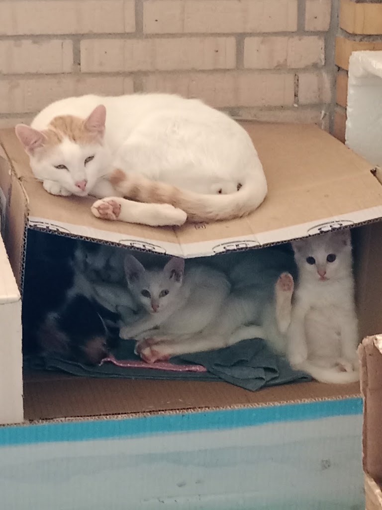 Centro Veterinario Guadaira — Gato