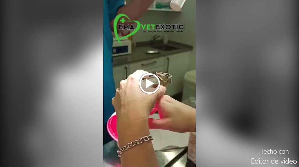 EmaVetexotic, Clinica Veterinaria animales exoticos y tienda de productos para mascotas — Videos