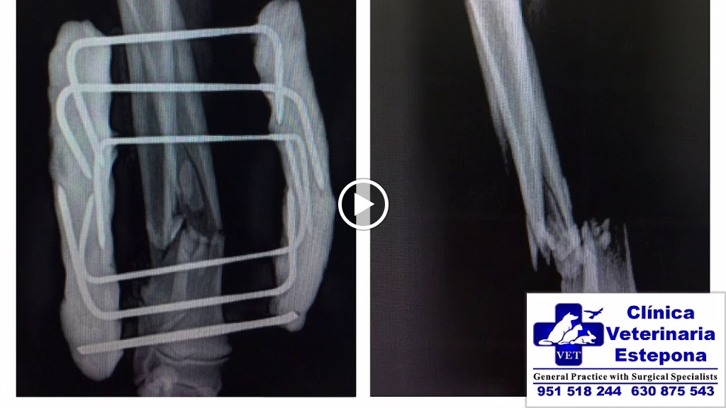 Clinica Veterinaria Estepona — Videos