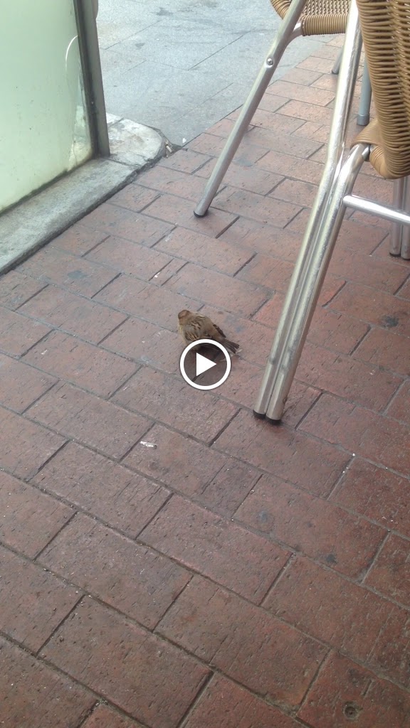 Antico Caffe — Videos