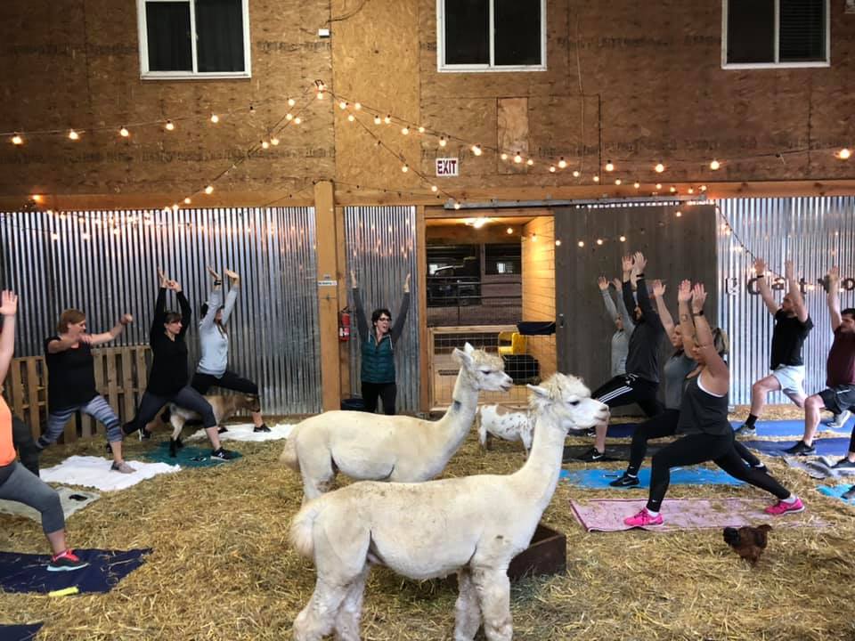  Original Goat Yoga- Oregon City OR