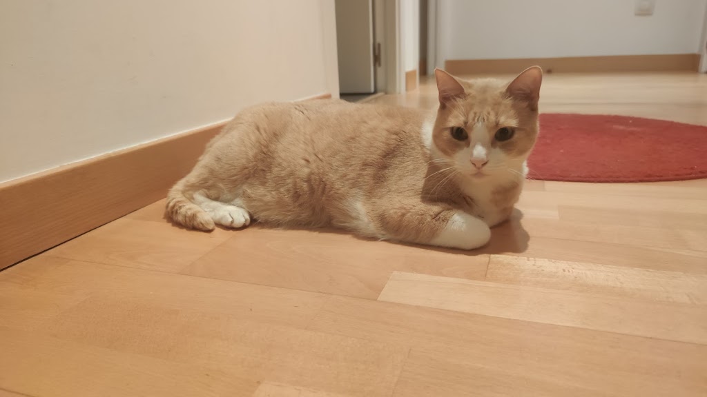 Clinica Veterinaria Portixol