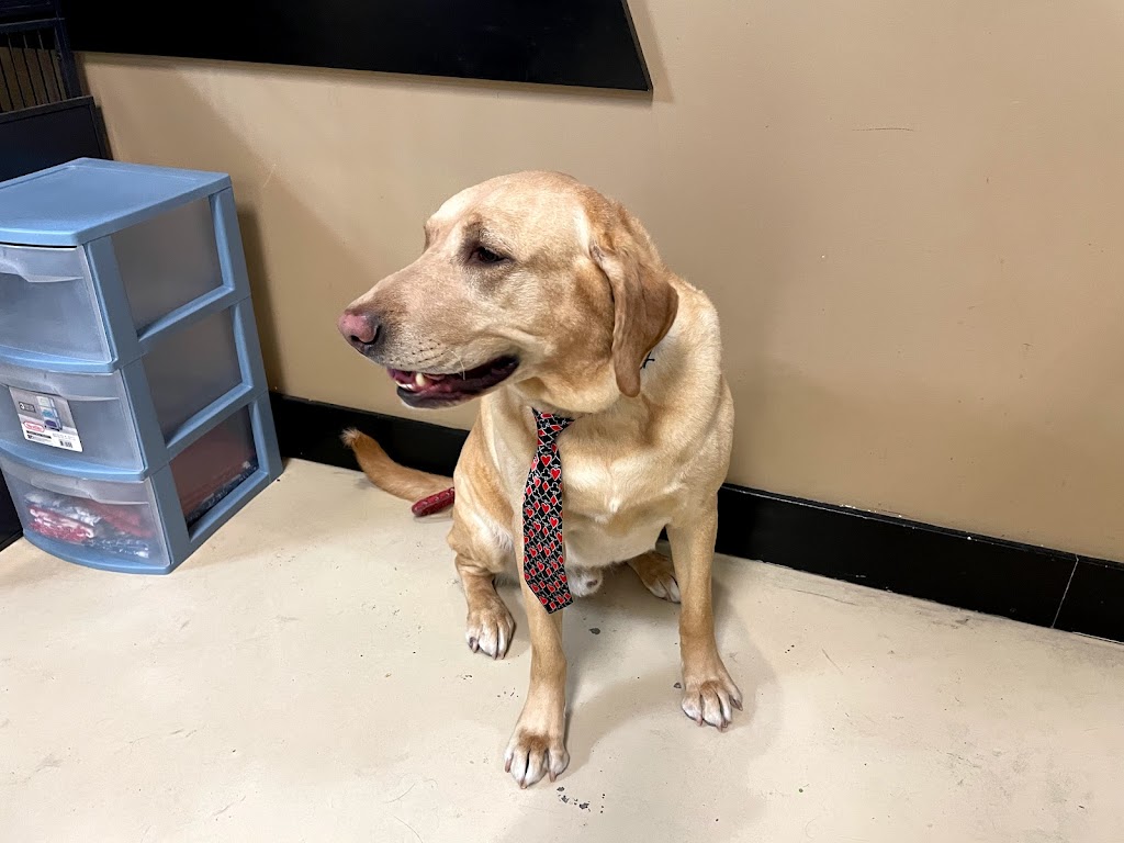 Pups R Us - Grooming in South Salt Lake