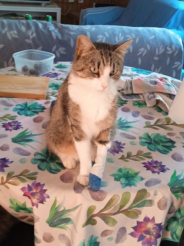 Gato