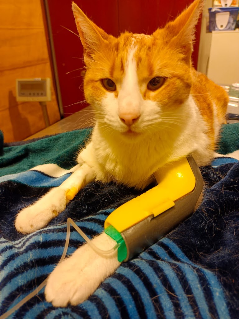 Gato