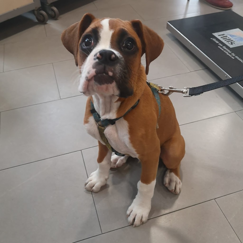 Clinica Veterinaria Maria Llaneza — Perro