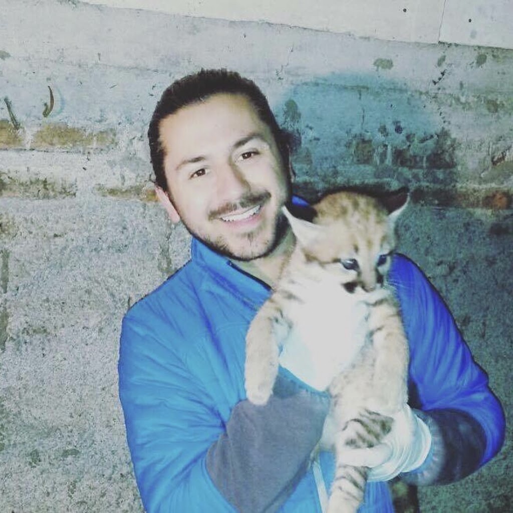 Gato
