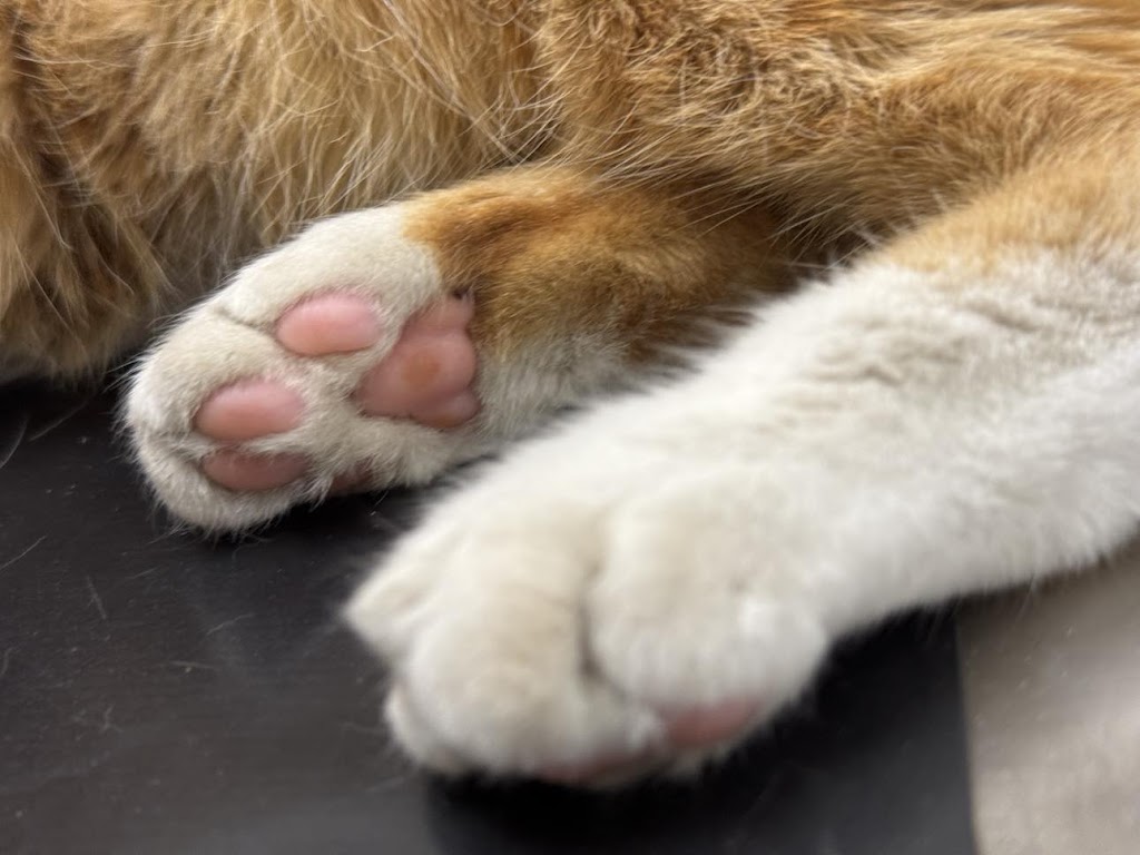 Gato