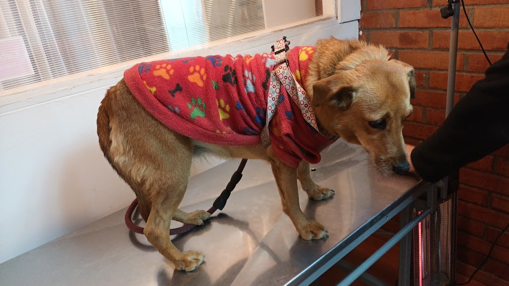 Perro