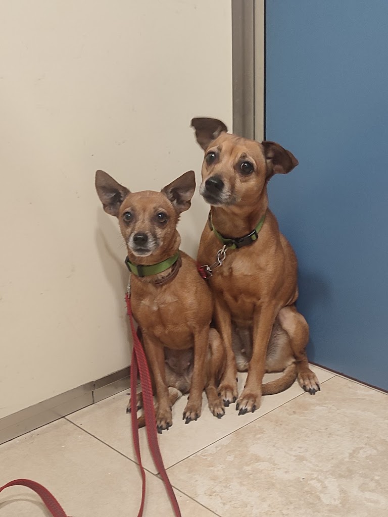 LOS CANTOS VET. C.B. ( Prado de Santo Domingo) — Perro