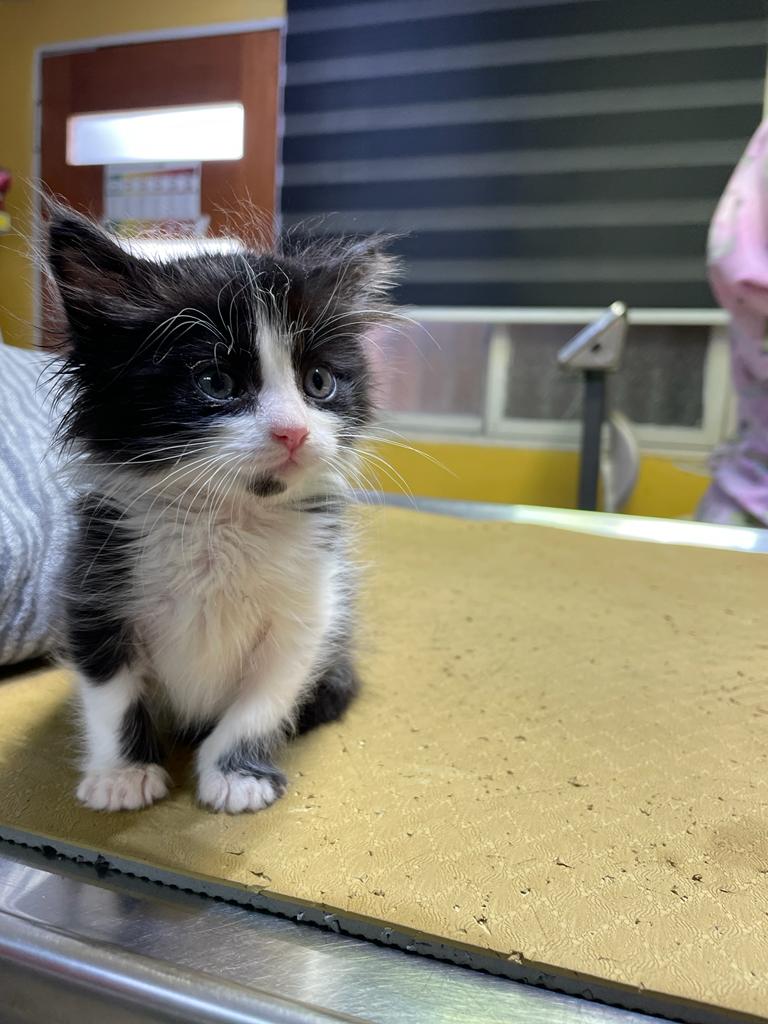 Gato
