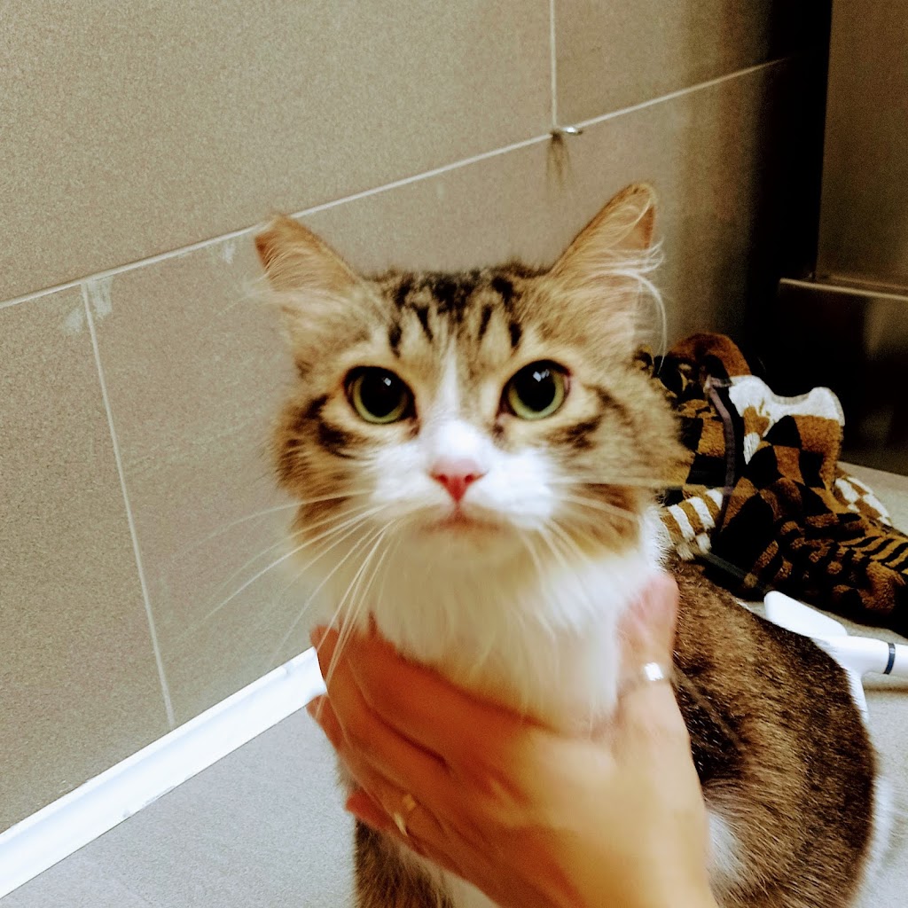 Gato