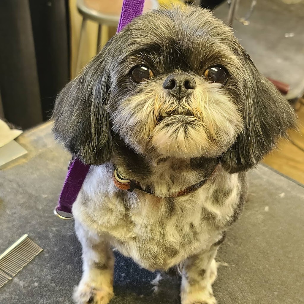 Sup Dog Grooming in Sandy