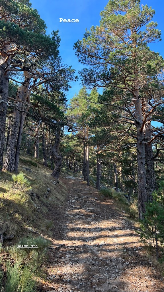 Camino Schmid