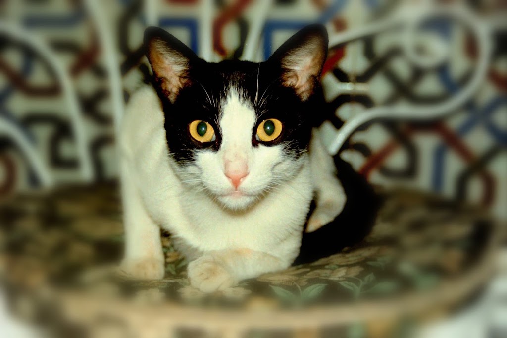 Consultorio Veterinario Baena — Del propietario