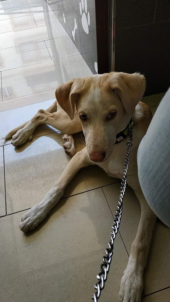 Clinica Veterinaria Kibu