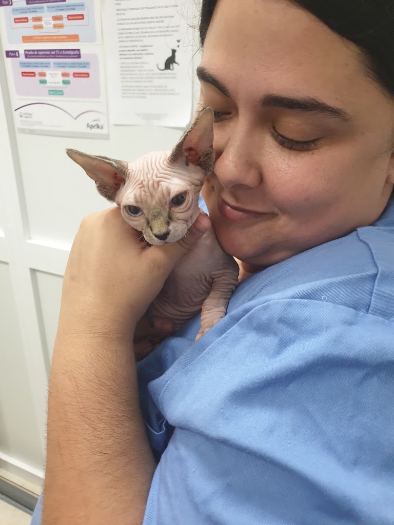 Animalia Centro Veterinario — Gato