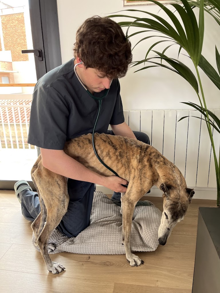 VETaDOM Veterinario a domicilio