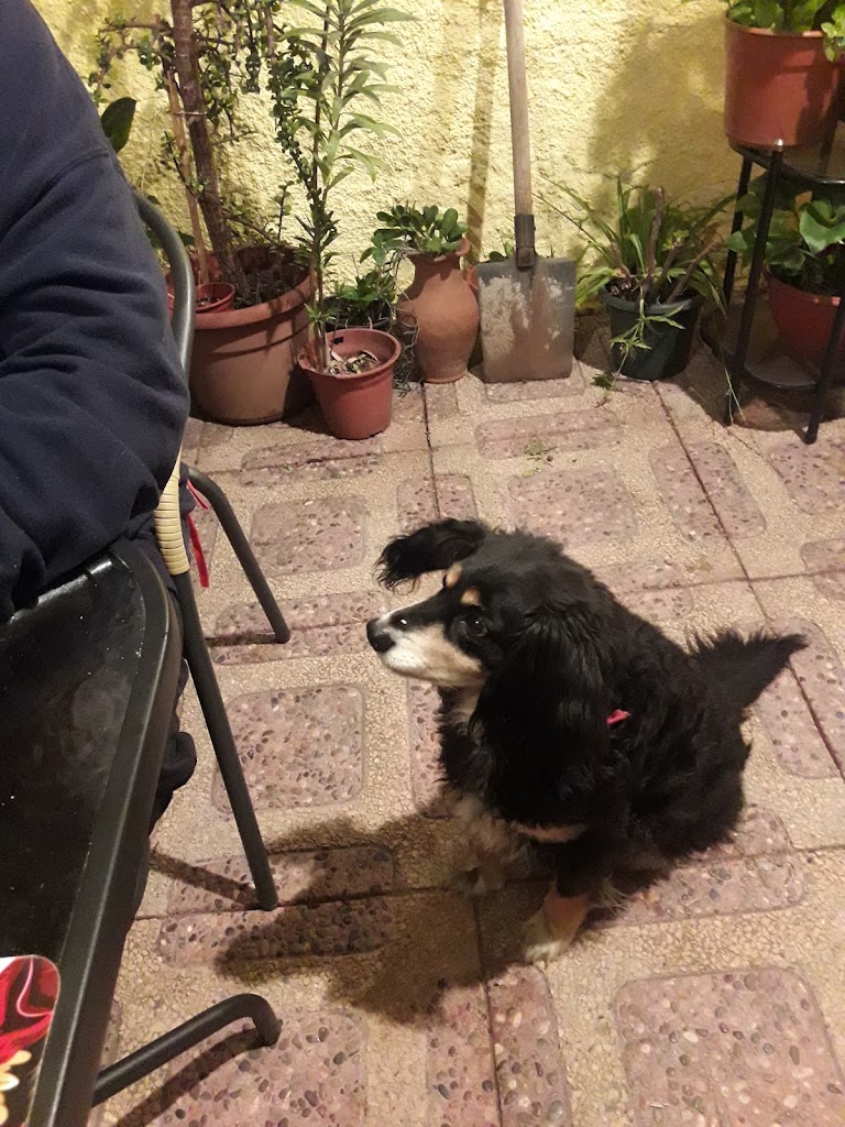 Perro