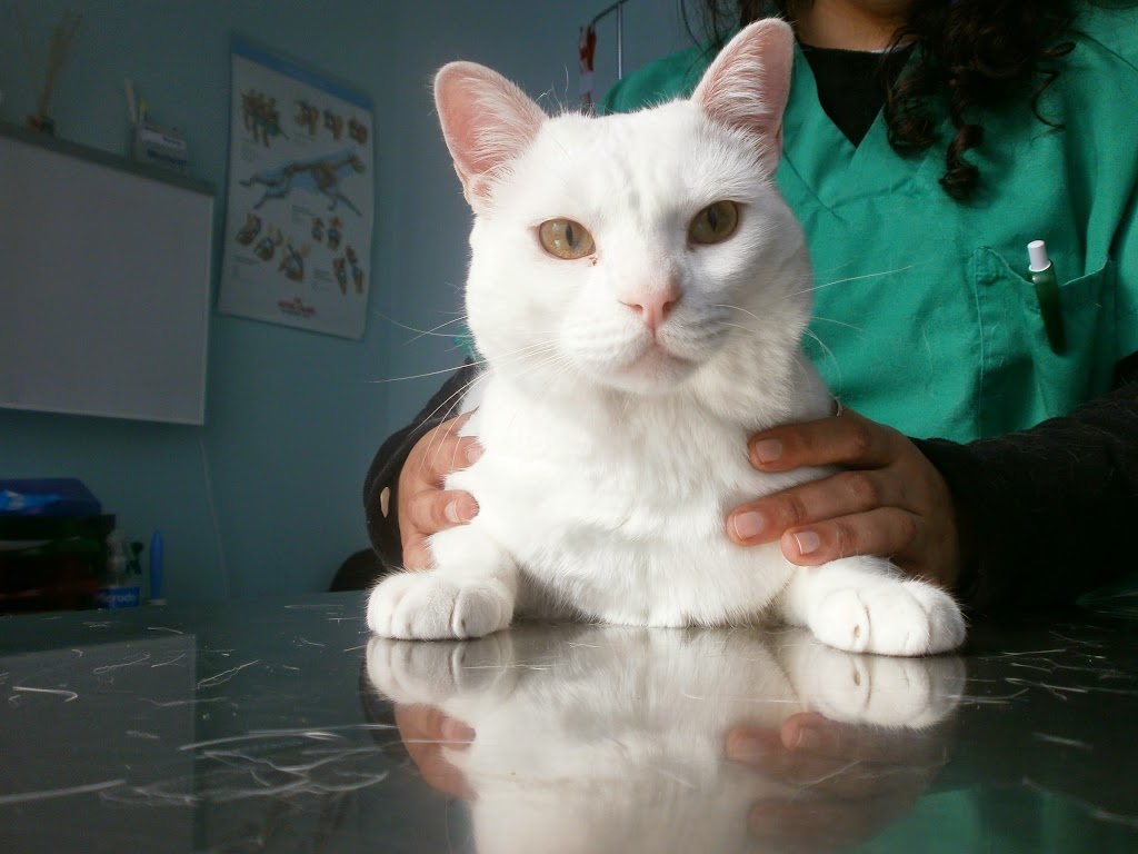 Clinica Veterinaria Etxelagun — Gato