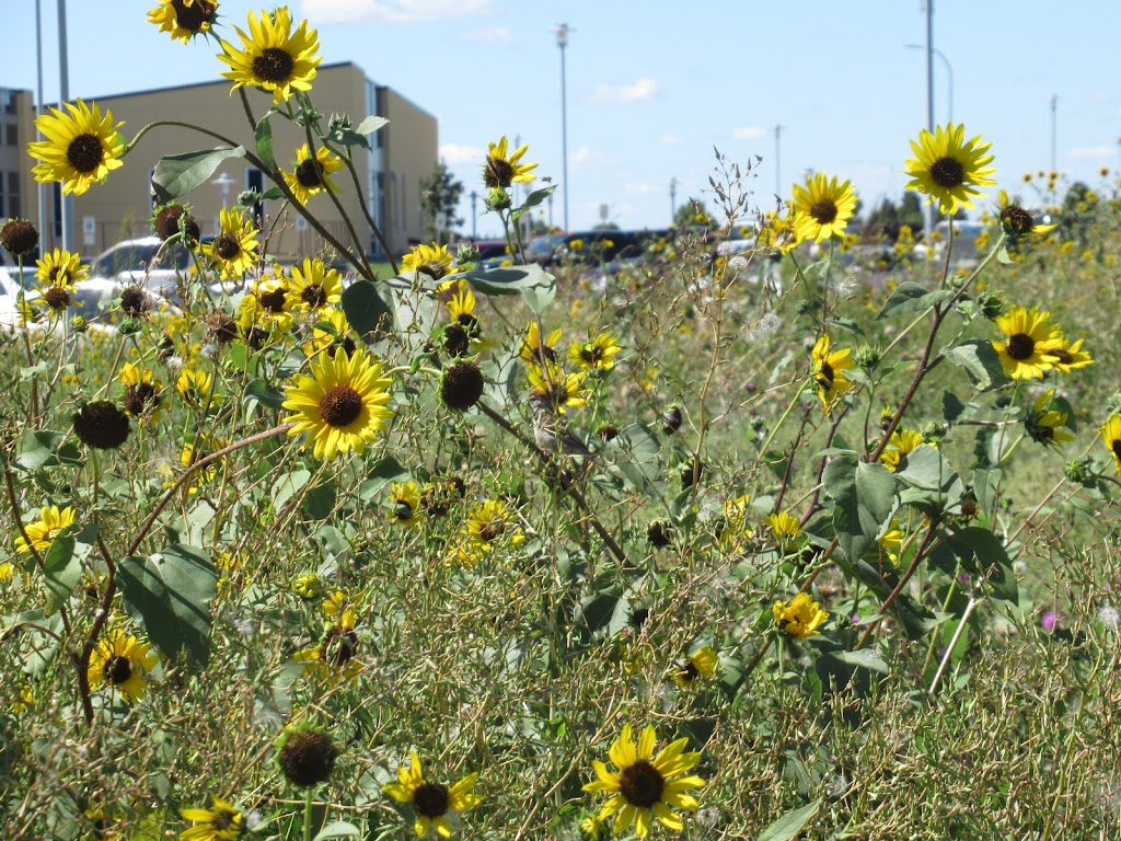 NDSU Research & Technology