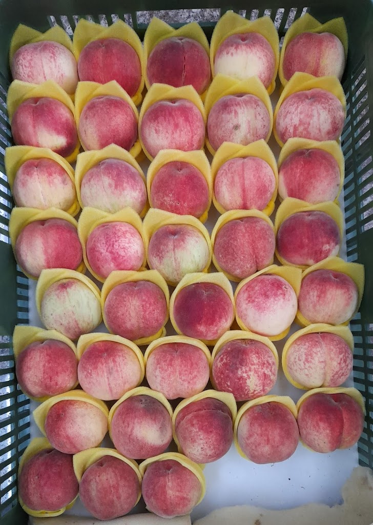 楊桃伯（大溪店） 的照片