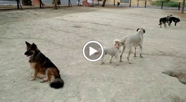 Parque canino de Bailen