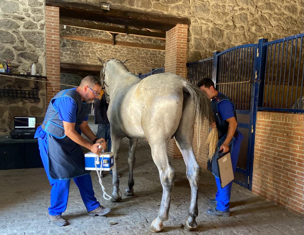 Avilequus Veterinarios Equinos — Del propietario