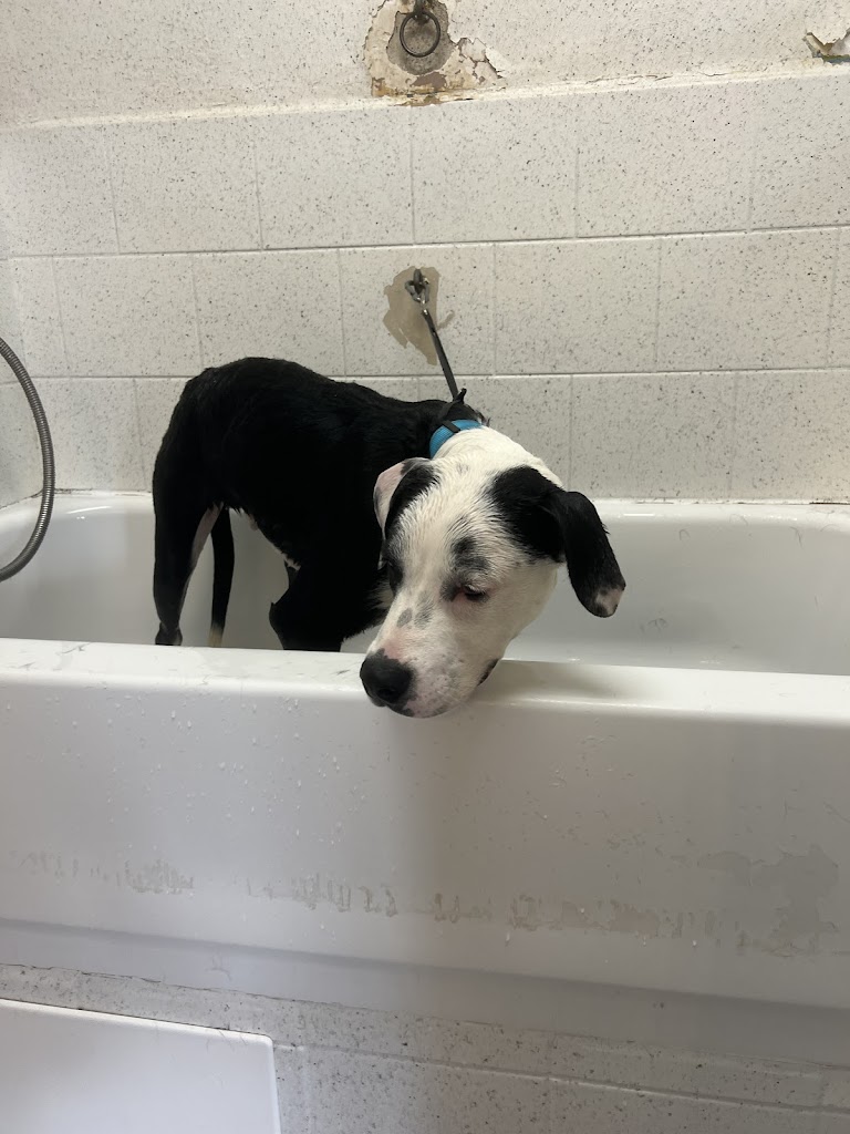 Dirty Johnson Self Services Dog Wsh in Salt-Lake-City
