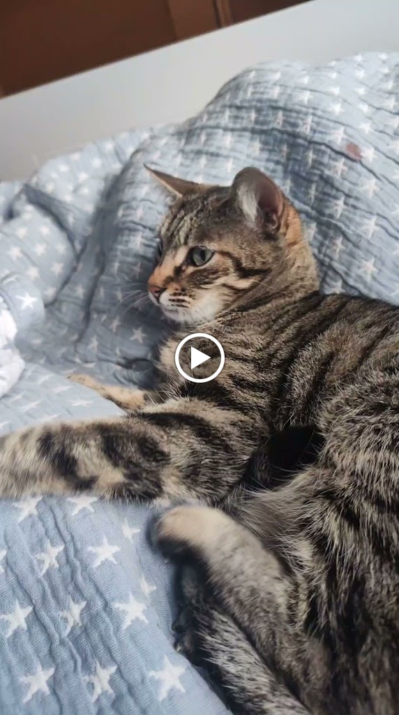 Freya — Videos