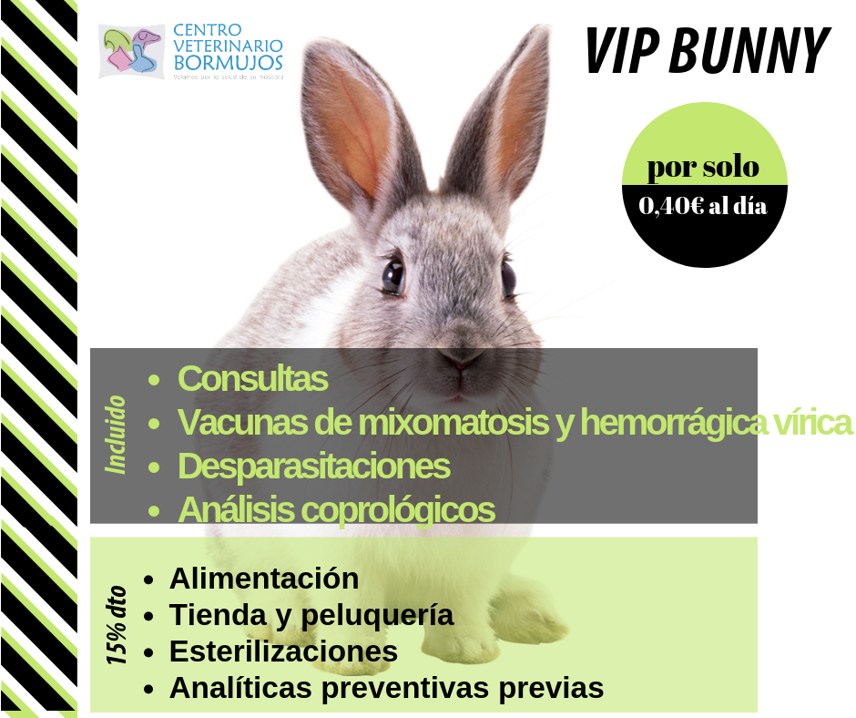 AniCura Bormujos Centro Veterinario — Conejo