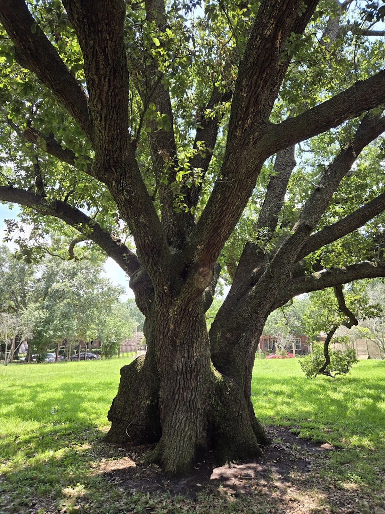 Freedom Tree