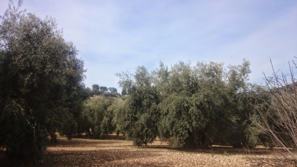 Francisco Parejo Onieva