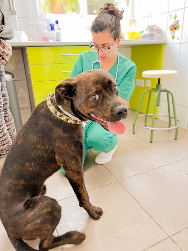 Clinica Veterinaria Vetsur — Perro