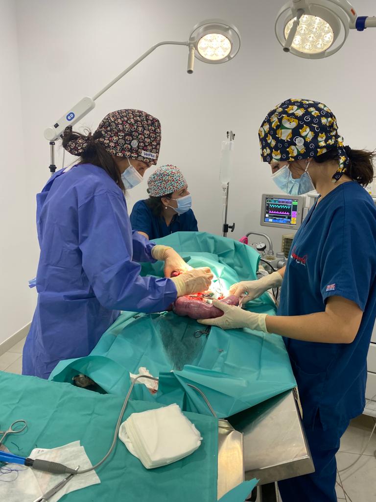 Clinica Veterinaria Emporda Verges Serra