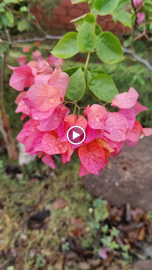 Videos