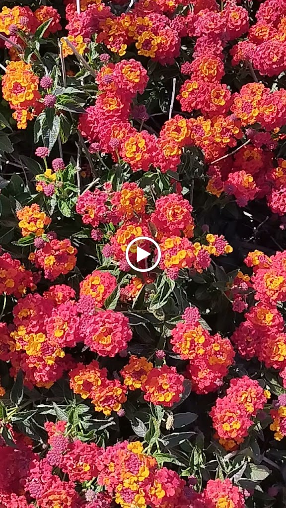 Vereda Mangranes Pucol — Videos