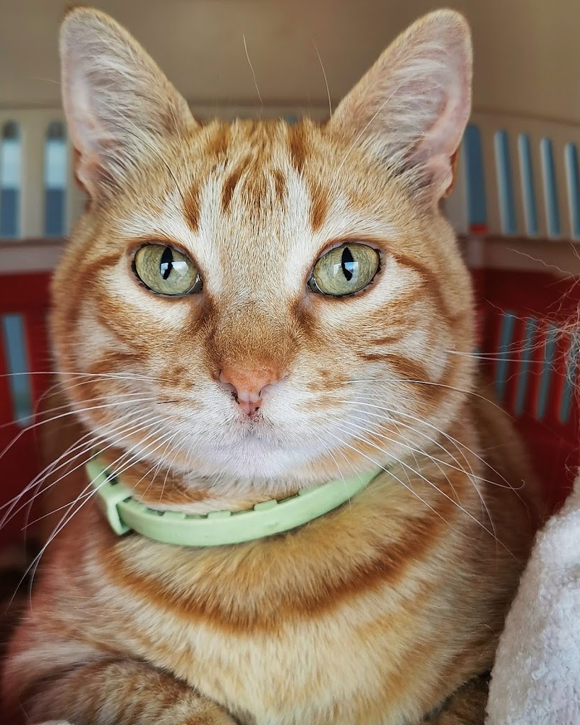 Clinica Veterinaria Seisdedos — Gato