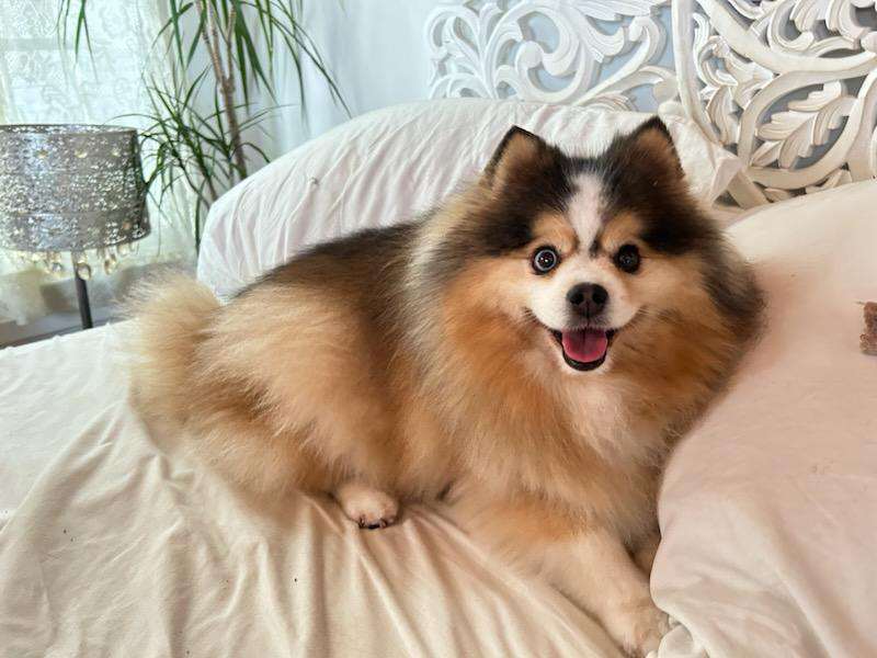 Perro