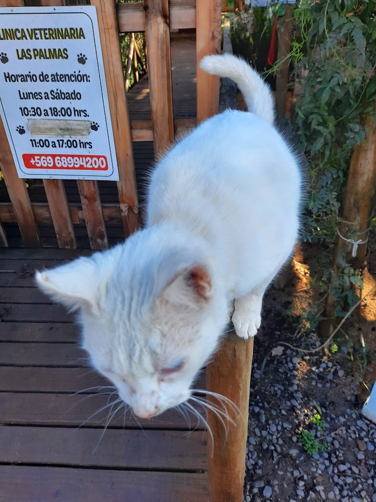 Gato