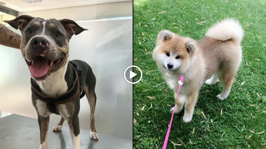 Centro Veterinario Castilla — Videos