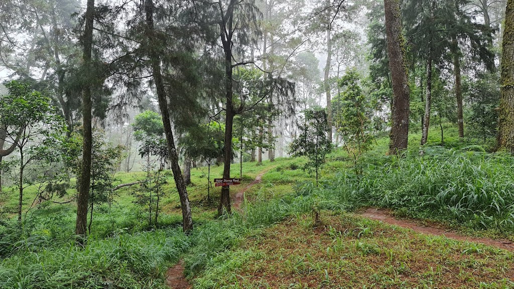 Hutan Pinus Deles Indah