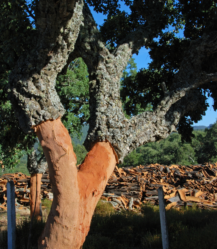 Portugal Farm Experiences & Tours em Lisbon